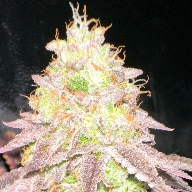 Cannabissamen MoZiZi Regulär von Karma Genetics für Indoor und Outdoor – Bild 2