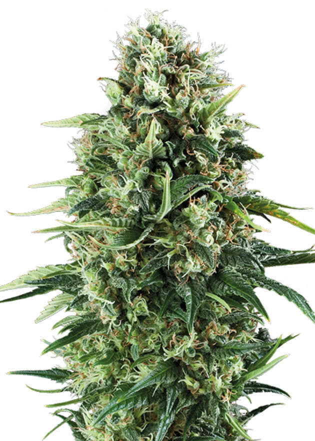 Cannabissamen Royal AK feminisiert von Royal Queen Seeds für Indoor und Outdoor