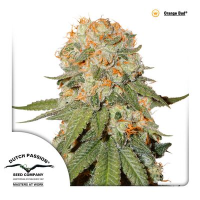 Orange Bud