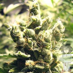 Graines de cannabis Cheesus féminisées de Big Buddha Seeds – image 2