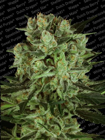 Durga Mata II CBD