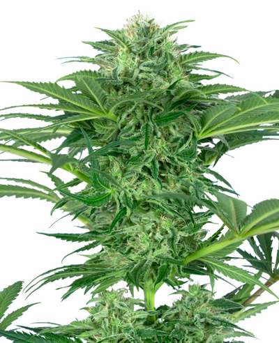 Skunk Dream CBD