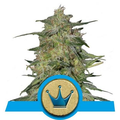Royal Highness