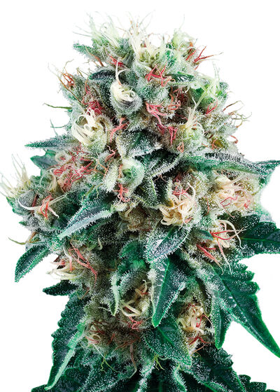 Auto Royal Creamatic