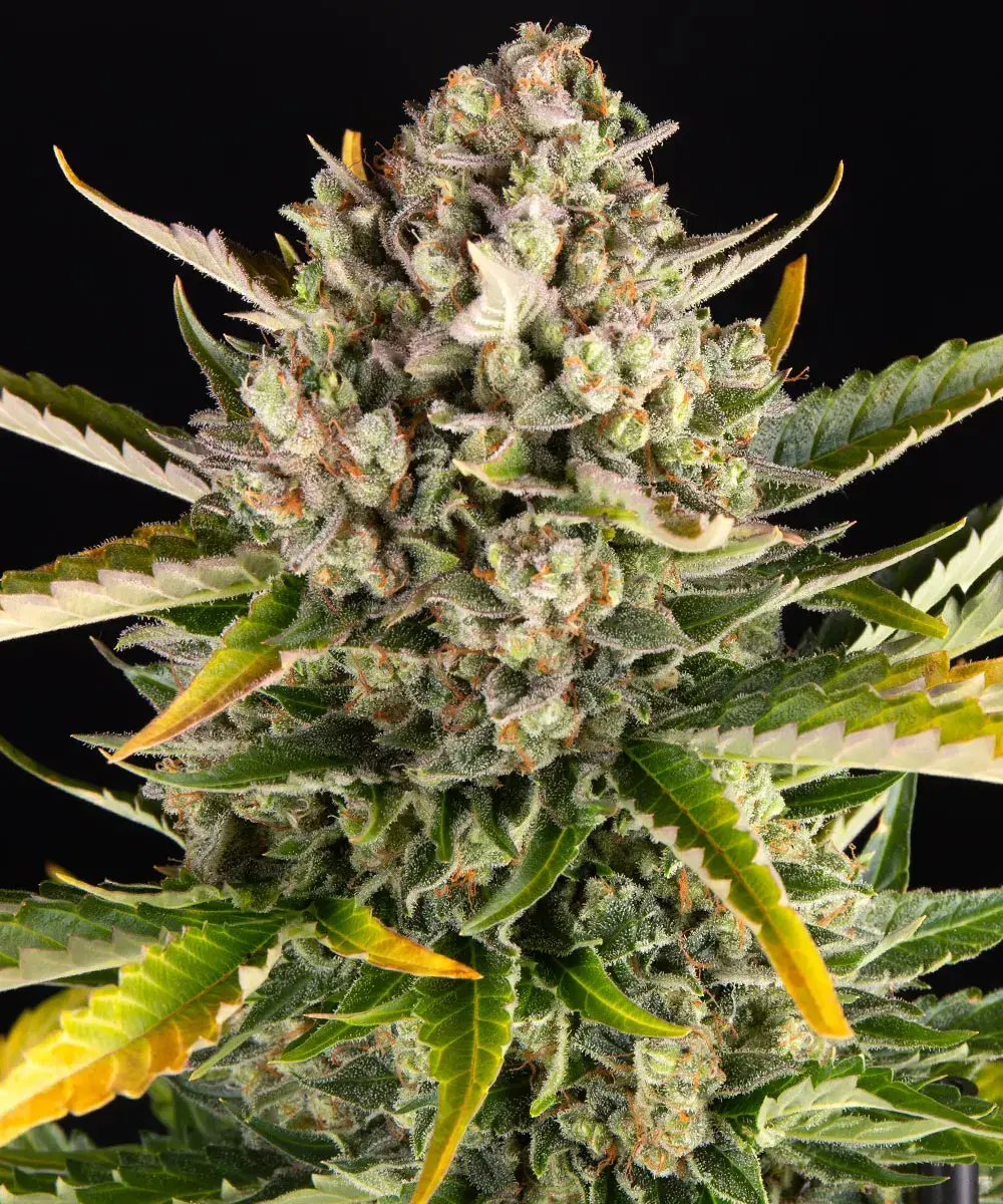 Auto Strawberry Cheesecake