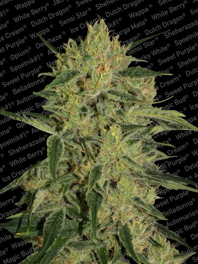 Nebula II CBD