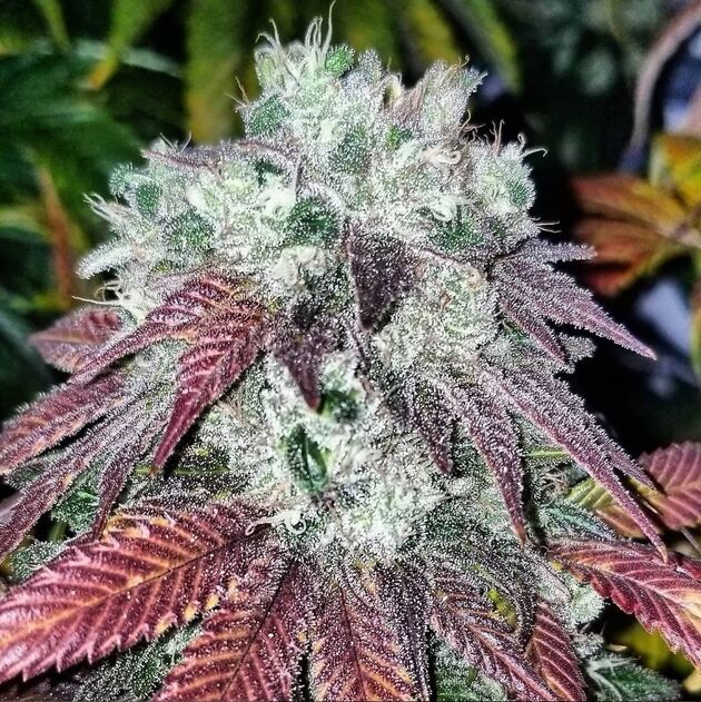 Cannabissamen Sunshine Biscuits Regulär von Lucky Dog Cannabis Co. für Indoor und Outdoor – Bild 3