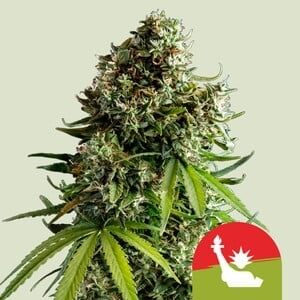 Auto NYC Sour D (Tyson 2.0)