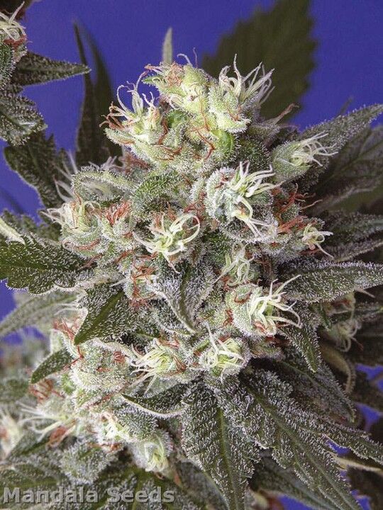 Graines de cannabis Kalichakra Régulier de Mandala Seeds pour intérieur et extérieur – image 3