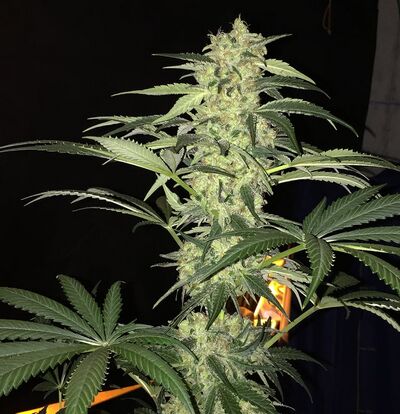 S.A.G.E. CBD