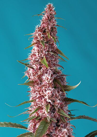 Auto Red Pure CBD