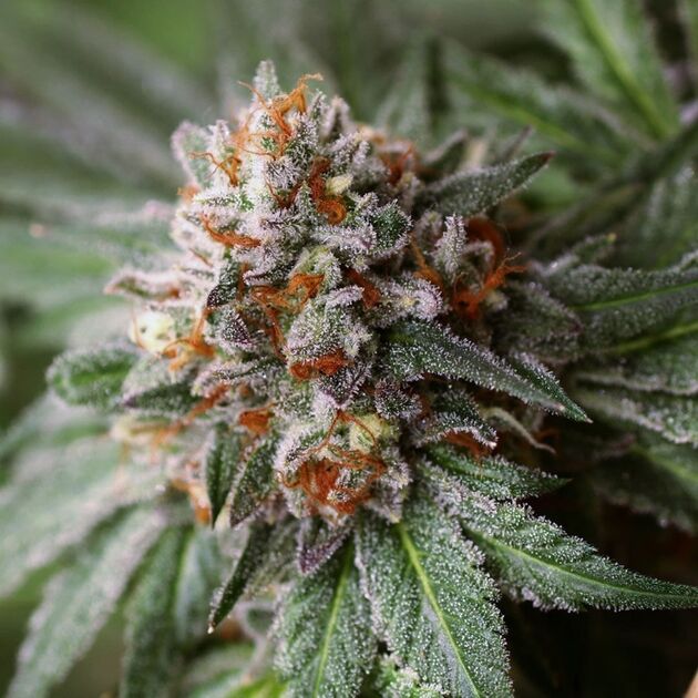 Graines de cannabis Rado Biker pour intérieur et extérieur