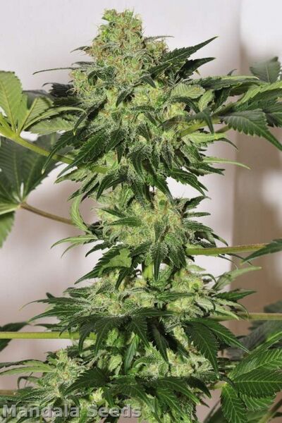 Beyond the Brain Regulär