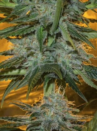 Graines de cannabis Speed Queen Régulier de Mandala Seeds pour intérieur et extérieur – image 2