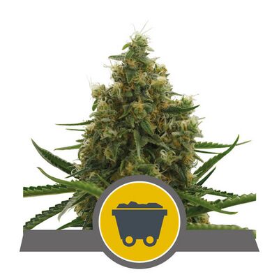 Shining Silver Haze Régulier