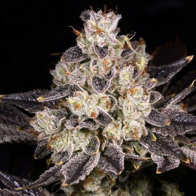 Rainbow Belts 2.0 Regulär