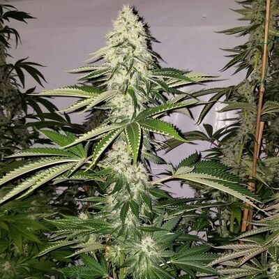 Guerilla Fume Régulier