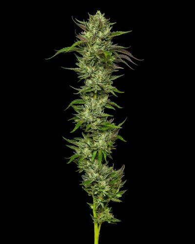 Slightly Stoopid - Collie Man Kush