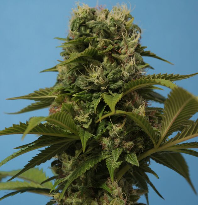 Graines de cannabis Wreckage Régulier de T.H. Seeds pour intérieur et extérieur – image 2