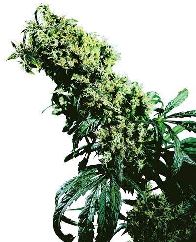 Northern Lights Nr. 5 x Haze Regulär