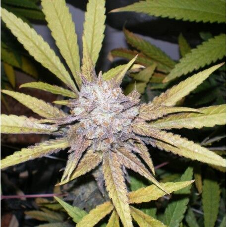 Cannabissamen Melon Gum feminisiert von Dr. Underground für Indoor und Outdoor – Bild 2