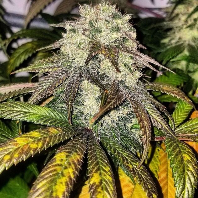 Cannabissamen Sunshine Biscuits Regulär von Lucky Dog Cannabis Co. für Indoor und Outdoor – Bild 4