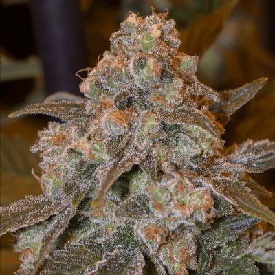Gorilla Frost