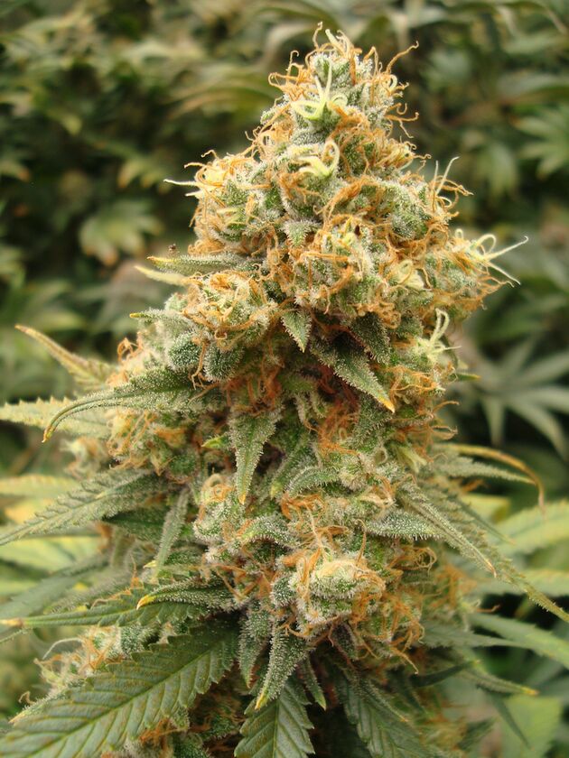 Cannabissamen NLX feminisiert von Helvetic Seeds für Indoor und Outdoor – Bild 3