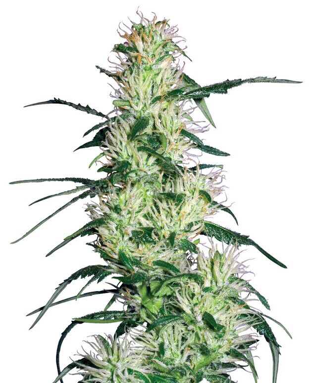 Cannabissamen Purple Haze feminisiert von White Label Seed Co. für Indoor und Outdoor