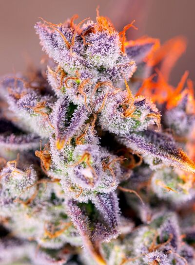 Auto Tropicanna Poison XL