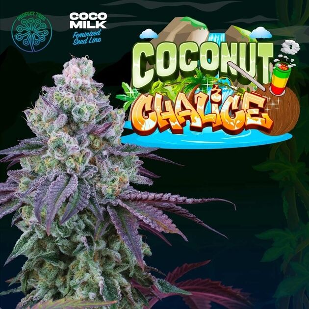 Graines de cannabis Coconut Chalice féminisées de Perfect Tree Seeds pour intérieur et extérieur – image 2