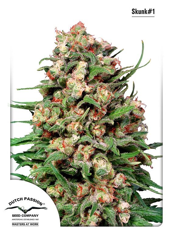 Graines de cannabis Skunk Nr. 1 Régulier de Dutch Passion – image 2