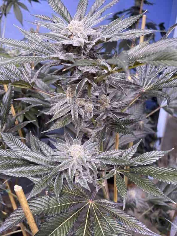 PBB BX Regular cannabis seeds by Thug Pug Genetics – image 3
