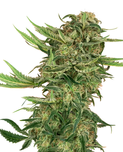 N13 Kush