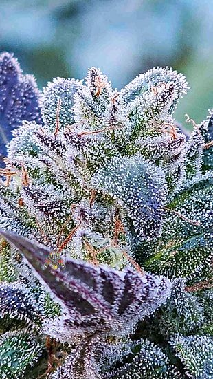 Maui Mac Dragon Regular cannabis seeds by Dragons Flame Genetics for indoor and outdoor – image 2