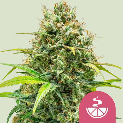 Lemon Skunk