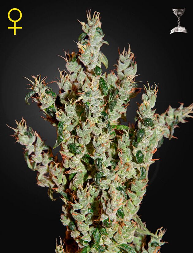 Graines de cannabis NL5 Haze Mist féminisées de Green House Seeds pour intérieur et extérieur – image 2