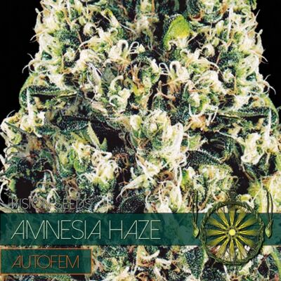 Auto Amnesia Haze