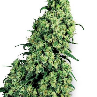 Skunk Nr 1
