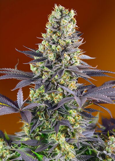 Sweet Zenzation aka Sweet Zkittlez