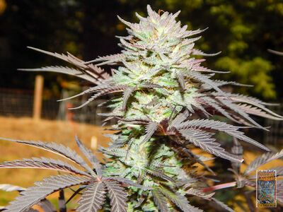 Missy's Stash V2 Regular