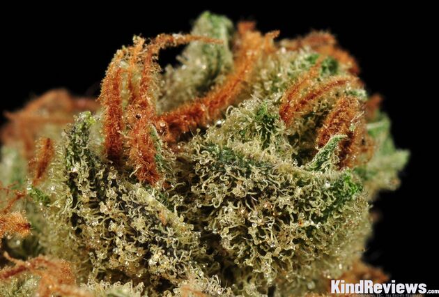 Cannabissamen Moonshine Haze Regulär von Rare Dankness für Indoor und Outdoor – Bild 2
