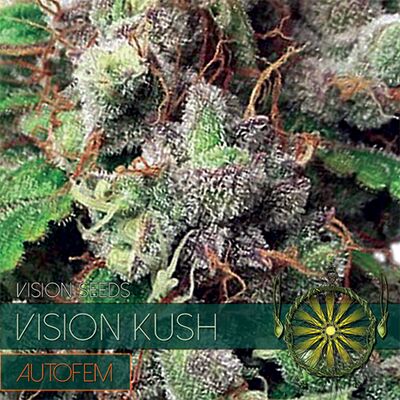 Auto Vision Kush