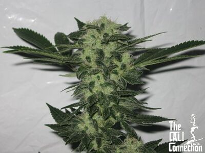 Original Sour Diesel