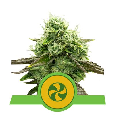 Auto Sweet ZZ