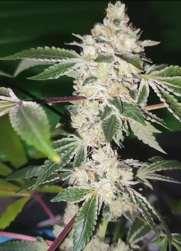 Graines de cannabis Citron Sour Régulier de Karma Genetics pour intérieur et extérieur – image 3