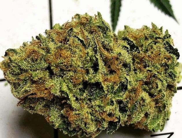 Cannabissamen Double Krush Regulär von Lucky Dog Cannabis Co. für Indoor und Outdoor – Bild 5