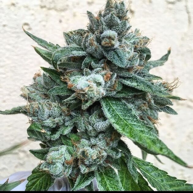 Cannabissamen Bohemian Highway Regulär von Lucky Dog Cannabis Co. für Indoor und Outdoor – Bild 4