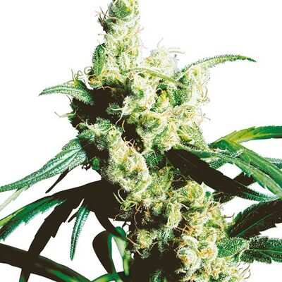 Silver Haze