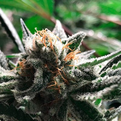 Auto Critical Jack - Condor